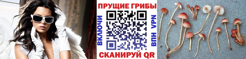 ссылка на мегу ССЫЛКА  Белый  Псилоцибиновые грибы Cubensis 